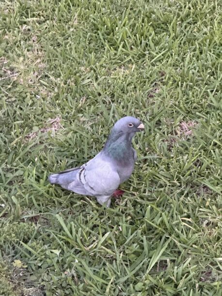 this is a regulation pigeon this is a regulation pigeon